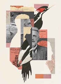 Artwork from the Audubon article by Andrei Cojocaru at andreicojocaru.net